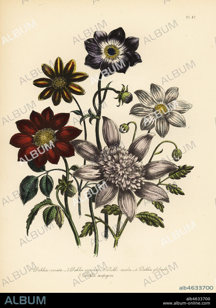 Saffron-coloured dahlia, Dahlia crocata, scarlet dahlia, Dahlia coccinea, tall dahlia, Dahlia excelsa, smooth dwarf dahlia, Dahlia glabrata, and white-flowered dwarf dahlia, Dahlia scapigera. Handfinished chromolithograph by Henry Noel Humphreys after an illustration by Jane Loudon from Mrs. Jane Loudon's Ladies Flower Garden of Ornamental Perennials, William S. Orr, London, 1849.