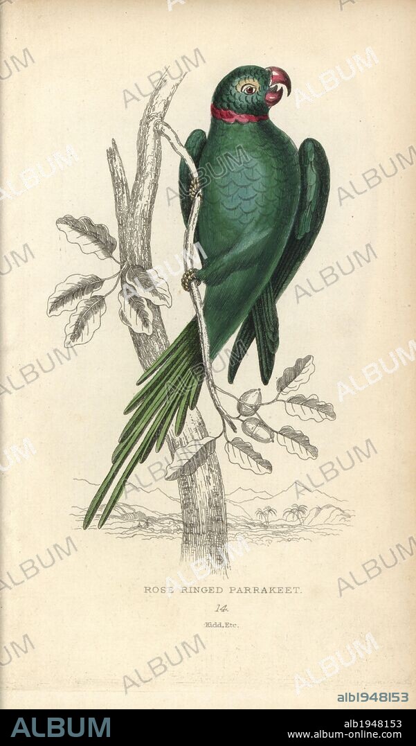 Rose-ringed parakeet, Psittacula krameri. Rose ringed parrakeet, Psittacus torquatus. Hand-coloured steel engraving by Joseph Kidd (after John Audubon) from Sir Thomas Dick Lauder and Captain Thomas Brown's "Miscellany of Natural History: Parrots," Edinburgh, 1833. The Miscellany was intended to be a multi-volume series, but was brought to an abrupt halt after only the second volume on cats when John Audubon complained about the unauthorized use of his illustrations.