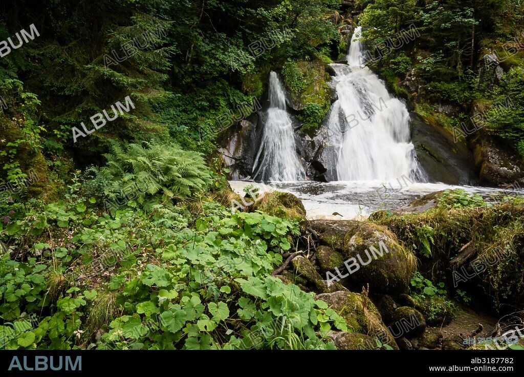 cascadas Triberg,  - Triberger Wasserfälle- , con un descenso de 163 metros,  río Gutach, Triberg, región de la Selva Negra, Alemania, Europe.