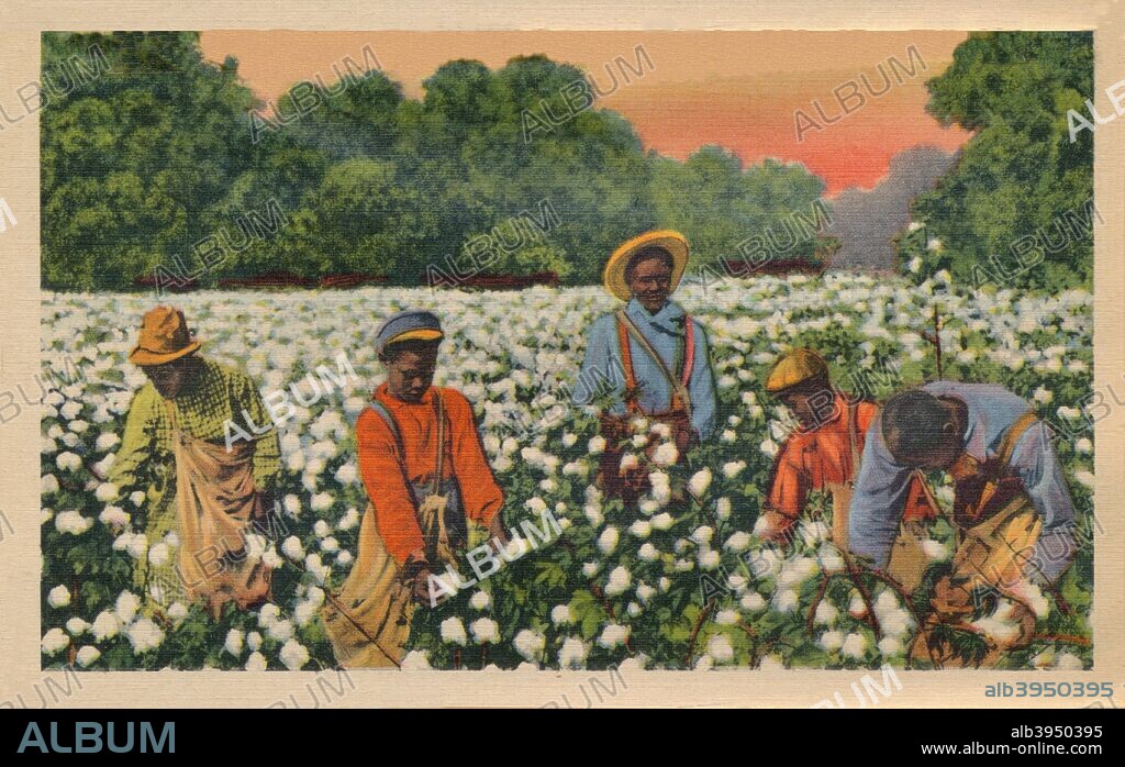 Cotton Picking, Augusta, Georgia, 1943. Cultivation of cotton using slaves brought huge profits to the owners of large plantations, making them some of the wealthiest men in the U.S. prior to the Civil War. By the 1850s, slaves made up 50% of the population of the main cotton states: Georgia, Alabama, Mississippi, and Louisiana. From a postcard produced by Raphael Tuck & Sons, 1908.