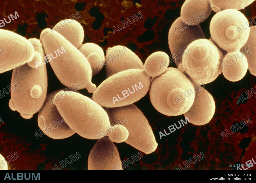 Brewer's yeast. Coloured scanning electron micro- graph (SEM) of cells of brewer's or baker's yeast (Saccharomyces cerevisiae). This fungus consists of single vegetative cells. Small daughter cells can be seen budding off from some of the larger mother cells. Once it has reached its full size, the daughter cell will be indistinguishable from its mother cell. S. cerevisiae ferments sugar, producing alcohol and carbon dioxide in the process. It is used in the production of beer, wine and bread. Magnification: x1500 at 6x9cm size.