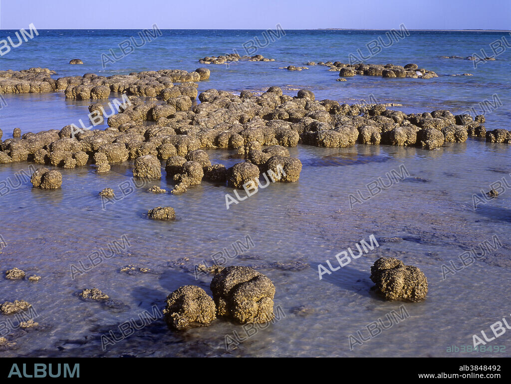 Stromatolites (living fossils) at Hamelin Pool Marine Nature Reserve in the Shark Bay World Heritage Site of Western Australia. Stromatolites are the oldest living organisms on the planet. They have survived because of their ability to inhabit hyper-saline waters.