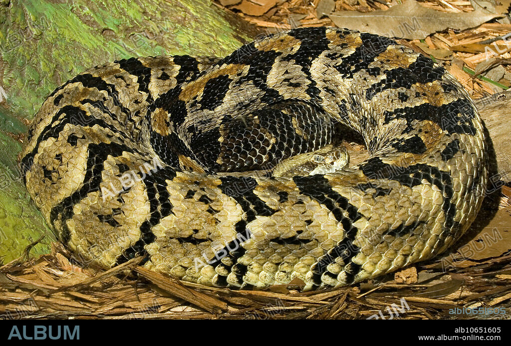 Canebrake Rattlesnake (Crotalus horridus atricaudatus) aka Velvet-tail Rattlesnake. They are considered endangered in Virginia, and threatened in Texas. They are closely related to the Timber Rattlesnake (Crotalus horridus). The Canebrake has a dorsal stripe, missing on Timber rattlers. The female retains her eggs internally, and gives birth to live young. This snake generally has a mild disposition and often will not even rattle when caught. Its venom is very toxic. Range: Southern Virginia to the Florida panhandle, west to central Texas. Jacksonville Zoo, Duval County, Florida.