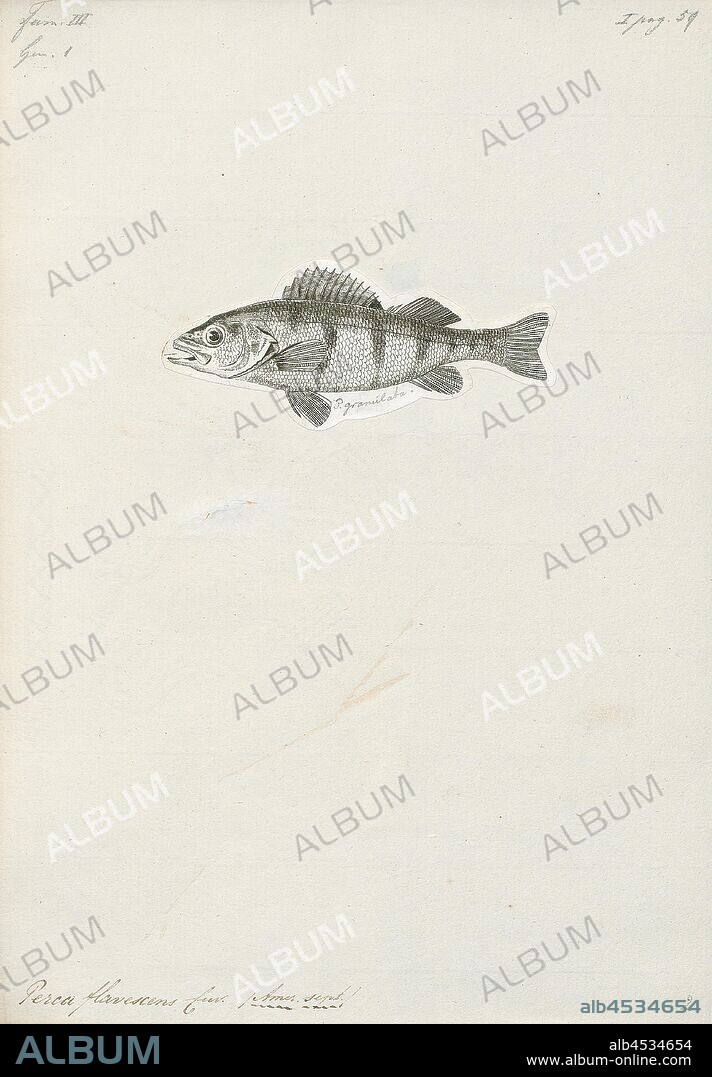 Perca flavescens, Print, The yellow perch (Perca flavescens), commonly referred to as perch or striped perch is a freshwater perciform fisheries native to much of North America. The yellow perch was described in 1814 by Samuel Latham Mitchill from New York. It is closely related, and morphologically similar to the European perch (Perca fluviatilis); and is sometimes considered a subspecies of its European counterpart. Other common names for yellow perch include American perch, coontail, lake perch, raccoon perch, ring-tail perch, ringed perch, and striped perch. Another nickname for the perch is the Dodd fish.
