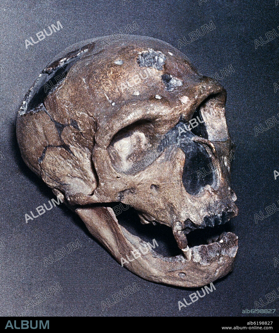 CRANEO DE CROMAGNON.