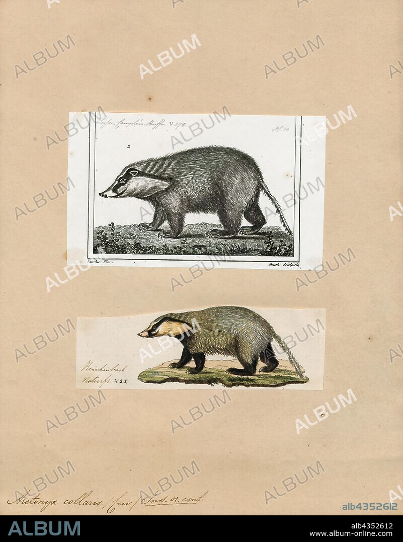 Arctonyx collaris, Print, The hog badger (Arctonyx collaris), also known as the greater hog badger, is a terrestrial mustelid native to Central and Southeast Asia. It is listed as Vulnerable in the IUCN Red List of Threatened Species because the global population is thought to be declining due to high levels of poaching., 1700-1880.