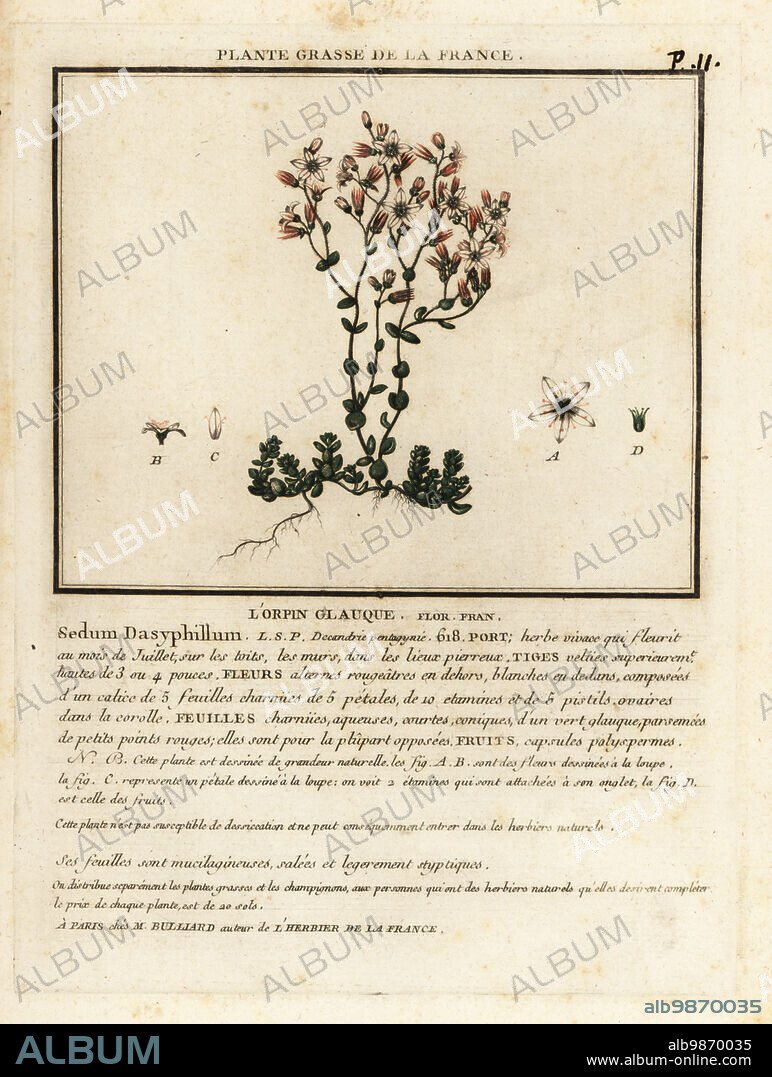 Corsican stonecrop, Sedum dasyphyllum. Lorpin glauque, Sedum dasyphillum. Copperplate engraving printed in three colours by Pierre Bulliard from his Herbier de la France, ou collection complete des plantes indigenes de ce royaume, Didot jeune, Debure et Belin, 1780-1793.