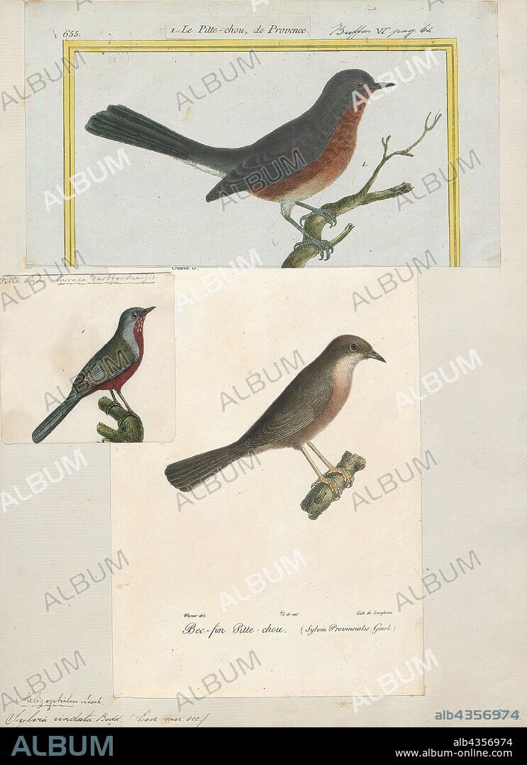 Sylvia undata, Print, The Dartford warbler (Sylvia undata) is a typical warbler from the warmer parts of western Europe and northwestern Africa. It is a small warbler with a long thin tail and a thin pointed bill. The adult male has grey-brown upperparts and is dull reddish-brown below except for the centre of the belly which has a dirty white patch. It has light speckles on the throat and a red eye-ring. The sexes are similar but the adult female is usually less grey above and paler below., 1700-1880.