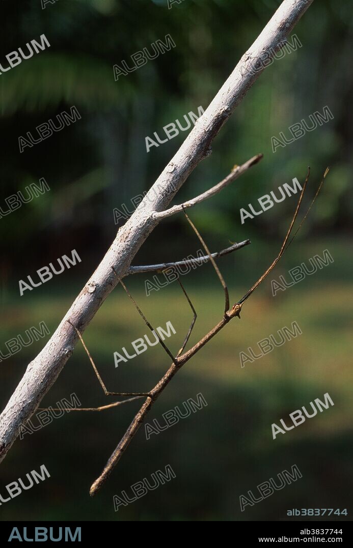 This is a walking stick in the Amazon rainforest in Loreto Department, Peru near the Yarapa River. Walking stick taxonomy has been fluid in recent years, but currently they are considered to occupy their own insect order, Phasmotodea. The Phasmids are obviously cryptically structured and colored to evade predation. Their name comes form the Greek "Phasmid" which means apparition or phantom.