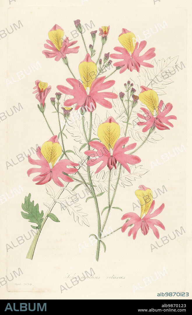 Butterfly flower, Schizanthus grahamii. Found in the Chilean Andes by Scottish botanist Dr. John Gillies and sent to Barclay at Bury Hill. Blunt-petalled schizanthus, Schizanthus retusus. Handcoloured engraving from Joseph Paxtons Magazine of Botany, and Register of Flowering Plants, Volume 1, Orr and Smith, London, 1834.