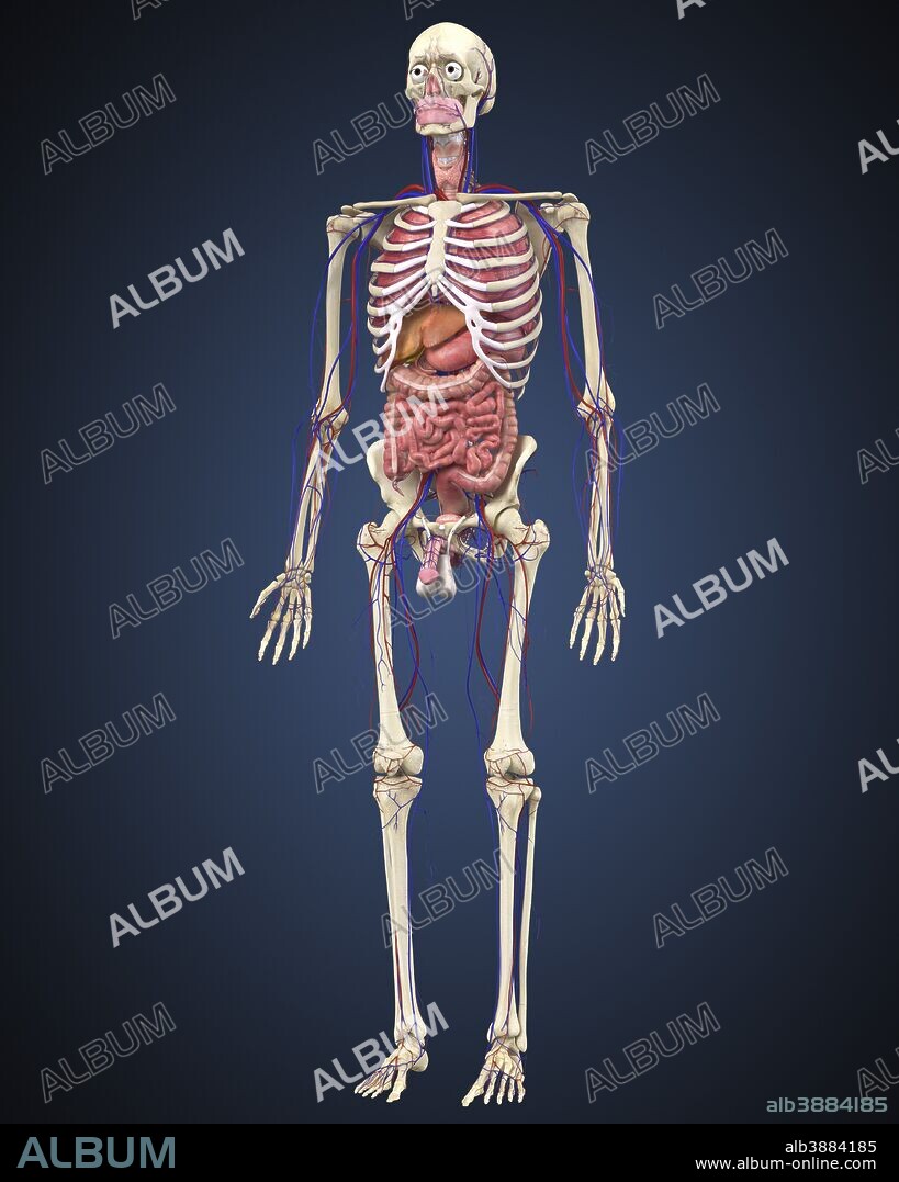Human skeleton with organs and circulatory system.