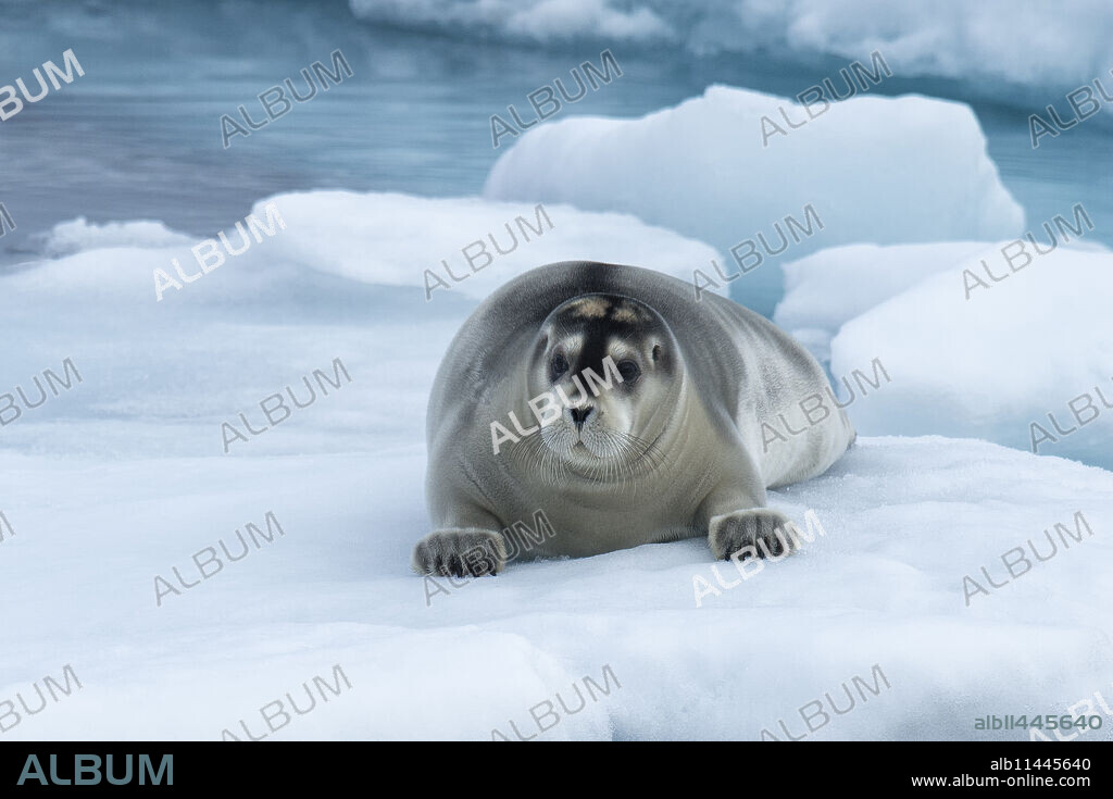 Bearded Seal (Erignathus barbatus) laying on pack ice, Spitsbergen Island, Svalbard Archipelago, Arctic, Norway, Scandinavia, Europe.
