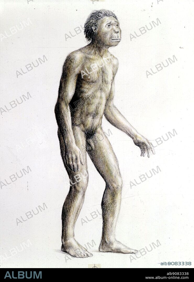 A Reconstruction of Homo Habilis.