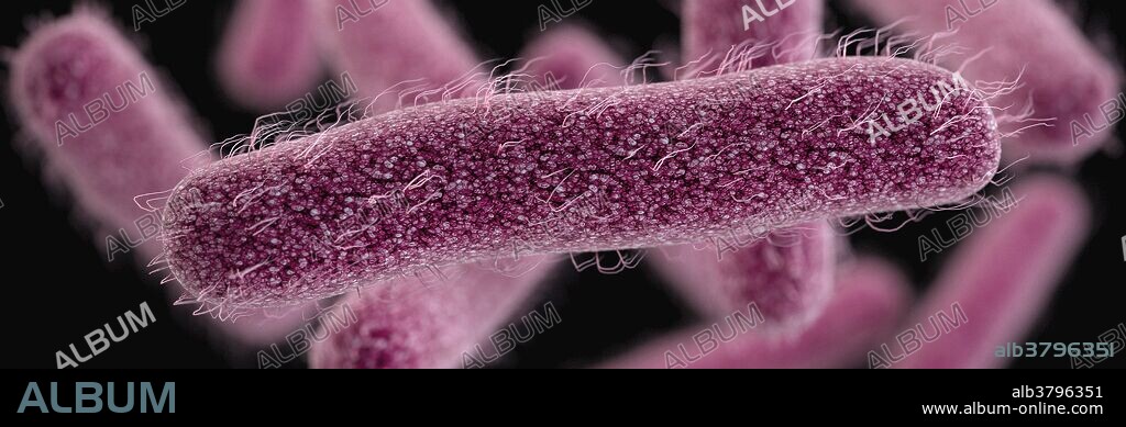 Drug-Resistant Shigella Bacteria, 3D Model