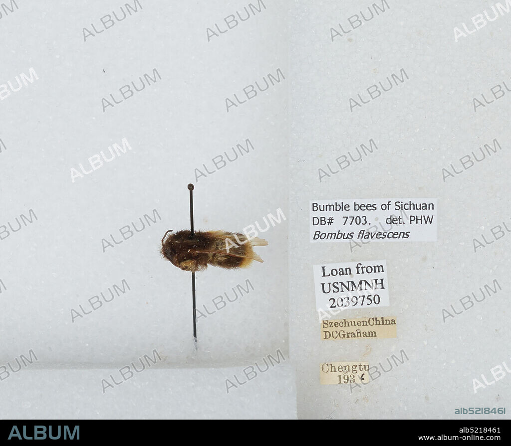 Chengdu, Sichuan, China, Bombus (Pyrobombus) flavescens Smith, 1852, Animalia, Arthropoda, Insecta, Hymenoptera, Apidae, Apinae.
