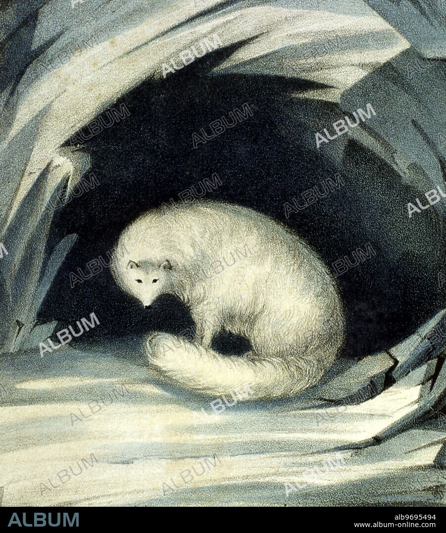 Sir John Ross. 1777 - 1865. British Explorer. His second voyage from 1829 - 1833. arctic fox.