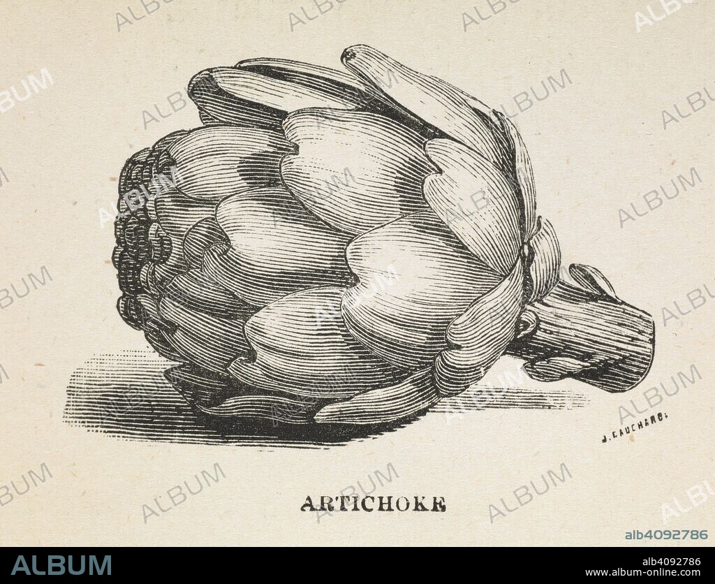MARGARET ALICE FAIRCLOUGH and ALEXANDER HAMILTON SANDS. 'Artichoke.' . The Ideal Cookery Book, etc. [With plates.]. London : George Routledge & Sons, 1914. Source: 7950.g.12 page 176.