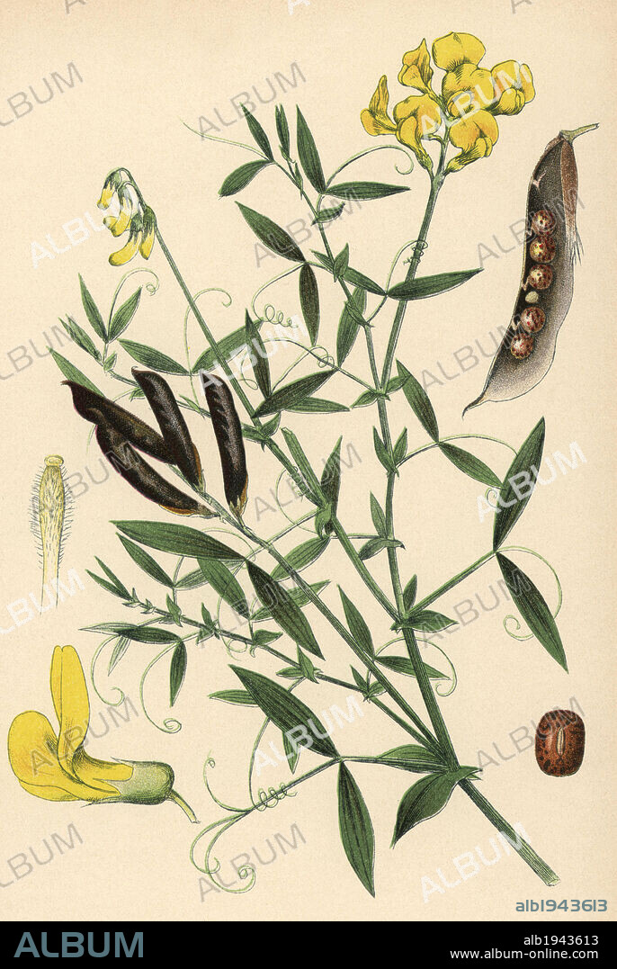 Meadow vetchling or meadow pea, Lathyrus pratensis. Chromolithograph from Carl Lindman's "Bilder ur Nordens Flora" (Pictures of Northern Flora), Stockholm, Wahlstrom & Widstrand, 1905. Lindman (1856-1928) was Professor of Botany at the Swedish Museum of Natural History (Naturhistoriska Riksmuseet). The chromolithographs were based on Johan Wilhelm Palmstruch's "Svensk botanik," 1802-1843.