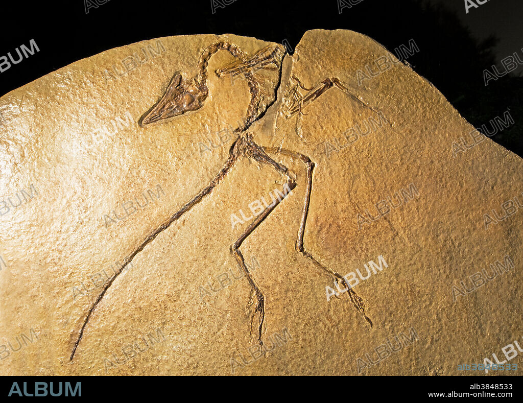 Archaeopteryx Lithographica. Rocky Mountain Dinosaur Resource Center. Woodland Park Colorado.