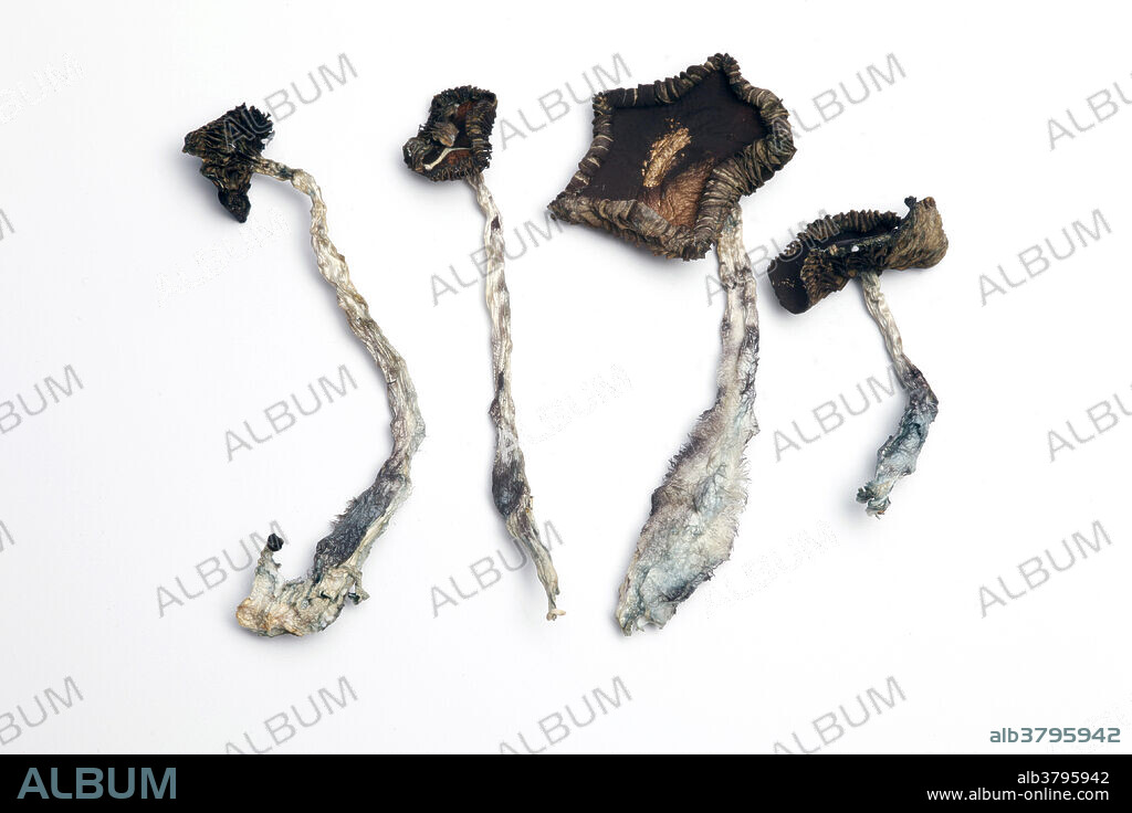 Magic mushrooms. Three varieties of the magic mushroom Psilocybe (or Stropharia) cubensis. From left to right, they are Mexican, Colombian and Thai. These mushrooms contain the hallucinogenic drugs psilocybin and psilocin. When ingested, they cause euphoria, hallucinations and altered perception of time.