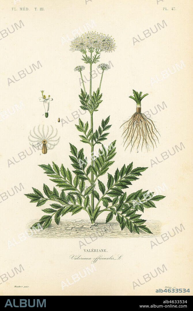Valerian, Valeriana officinalis, Valeriane. Handcoloured steel engraving by Debray after a botanical illustration by Edouard Maubert from Pierre Oscar Reveil, A. Dupuis, Fr. Gerard and Francois Herincqs La Regne Vegetal: Flore Medicale, L. Guerin, Paris, 1864-1871.