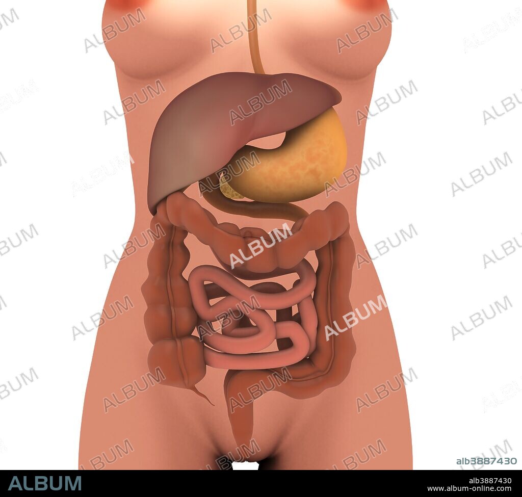 Conceptual image of human digestive system in female body.