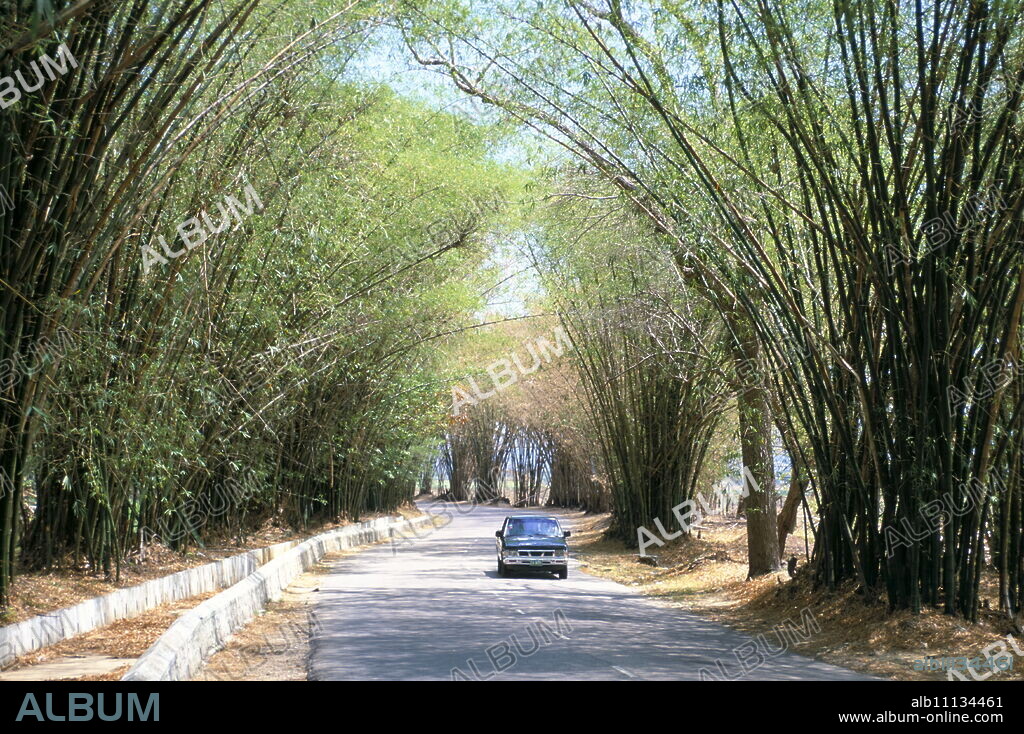 Bamboo avenue, St. Elizabeth, Jamaica, West Indies, Central America.