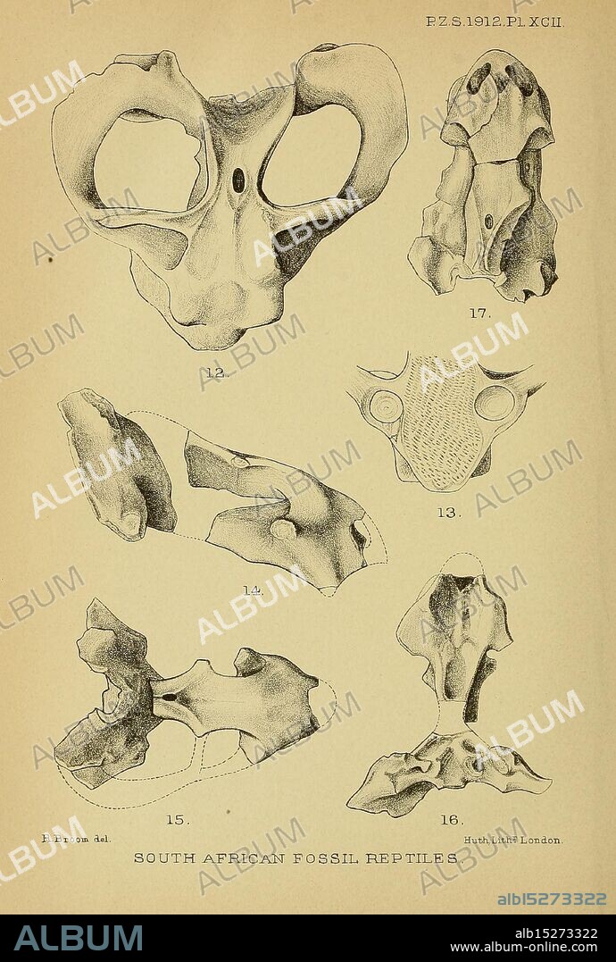 Proceedings of the Zoological Society of London, London, Academic Press Periodicals, Zoology, This illustration showcases a collection of fossilized reptile skulls from South Africa, depicting various anatomical features. The numbered entries highlight distinctive aspects of each specimen, including the arrangement of bones and cranial structures. The detailed line work emphasizes the intricate details of the fossils, contributing to the study of paleontology and the evolutionary history of reptiles in the region. The text beneath the illustration identifies the subject as ''South African Fossil Reptiles, ' providing context for the scientific examination of these anatomical remains.