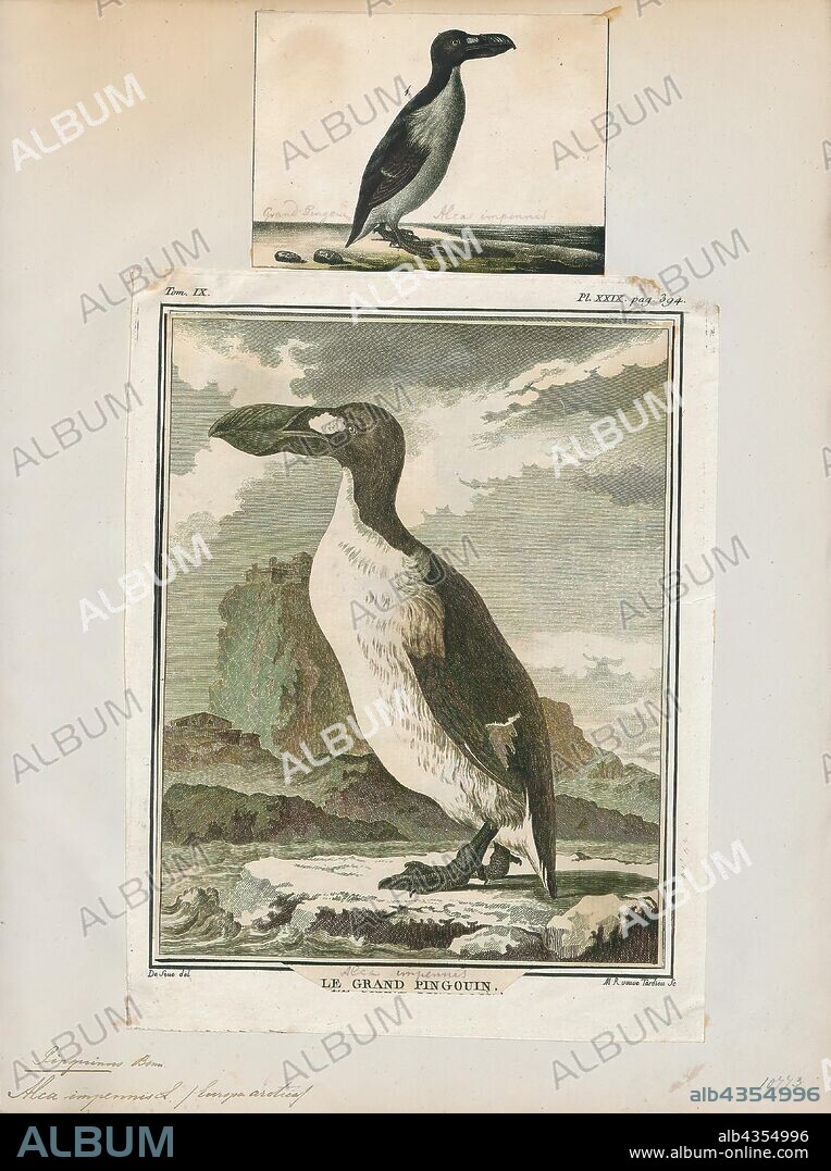 Chenalopex impennis, Print, The great auk (Pinguinus impennis) is an extinct species of flightless alcid that became extinct in the mid-19th century. It was the only modern species in the genus Pinguinus. It is not closely related to the birds now known as penguins, which were discovered later and so named by sailors because of their physical resemblance to the great auk., 1700-1880.
