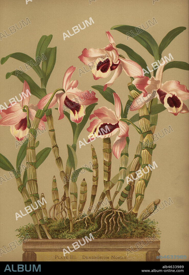 Noble dendrobium orchid, Dendrobium nobile. Chromolithograph by Hatch Company after a botanical illustration by Harriet Stewart Miner from Orchids, the Royal Family of Plants, Lee & Shepard, Boston, 1885. The first American color plate book on orchids by woman botanist Miner.