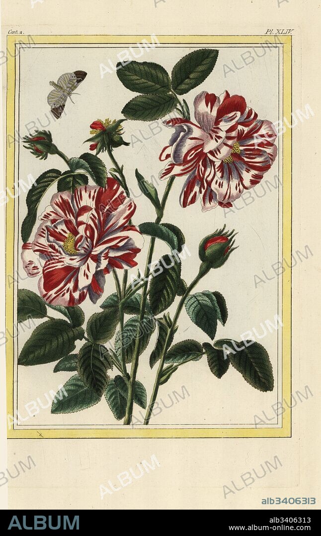 La Rose panache d'Angleterre. English hybrid rose, Rosa species. Handcoloured etching from Pierre Joseph Buchoz' Collection precieuse et enluminee des fleurs les plus belles et les plus curieuses, qui se cultivent tant dans les jardins de la chine, que dans ceux de l'Europe, Paris, 1776.