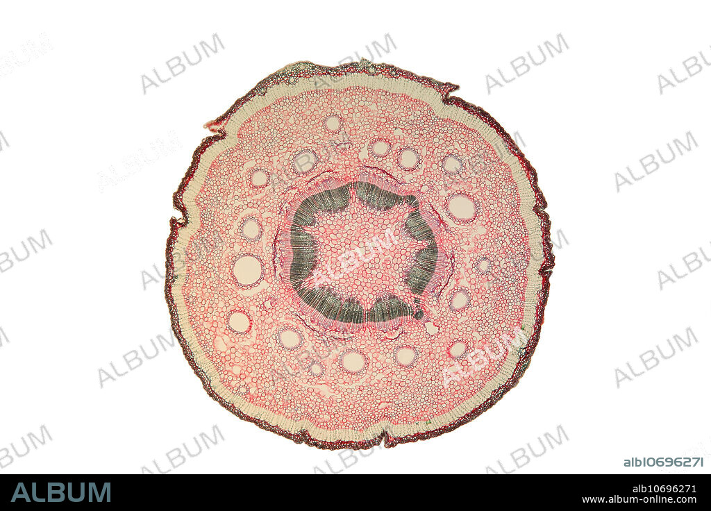Transverse section of an Umbrella Pine Stem (Sciadopitys verticillata). Light micrograph of a section through the stem. The Umbrella Pine, also called Koyamaki (Sciadopitys verticillata) or Japanese Umbrella-pine, is a unique conifer endemic to Japan. It is the sole member of the family Sciadopityaceae and genus Sciadopitys, a living fossil with no close relatives, and known in the fossil record for about 230 million years. The magnification is 32 times when printed 10 inches wide.