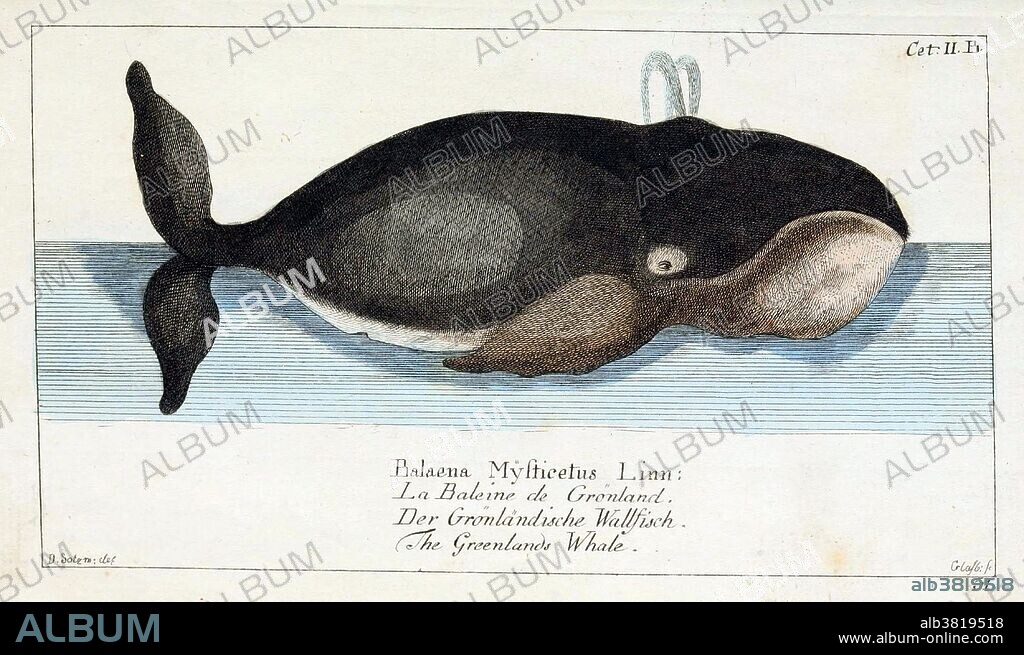 Greenland whale. The bowhead whale (Balaena mysticetus) is a species of the right whale family Balaenidae, in suborder Mysticeti and genus Balaena. A stocky dark-colored whale without a dorsal fin, it can grow to 66 feet in length and can weigh from 83 to 110 tons. It lives entirely in fertile Arctic and sub-Arctic waters, unlike other whales that migrate to feed or reproduce to low latitude waters. Whale is the common name for various marine mammals of the order Cetacea. The Cetacean suborder, Mysticeti (baleen whales), comprises filter feeders who eat small organisms caught by straining seawater through a comblike structure found in the mouth called baleen. All cetaceans have forelimbs modified as fins, a tail with horizontal flukes, and nasal openings (blowholes) on top of the head. Whales inhabit all the world's oceans and number in the millions. Human hunting of whales from the seventeenth century until 1986 radically reduced the populations of some whale species. They are long-lived, humpback whales living for up to 77 years, while bowhead whales may live for more than a century. NatÃ¼rliche Abbildungen der merkwÃ¼rdigsten by Georg Heinrich Borowski and Johann Friedrich Wilhelm Herbst, 1780-89.