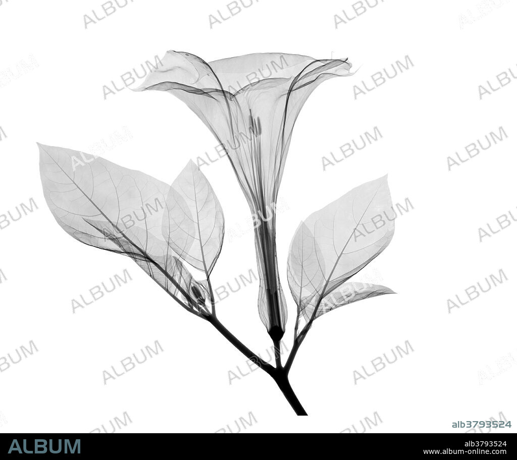 An X-ray of a Datura Flower( Datura stramonium ) in Flower showing trumpet shaped flower. This plant also can be called Thorn Apple or Jimson weed.
