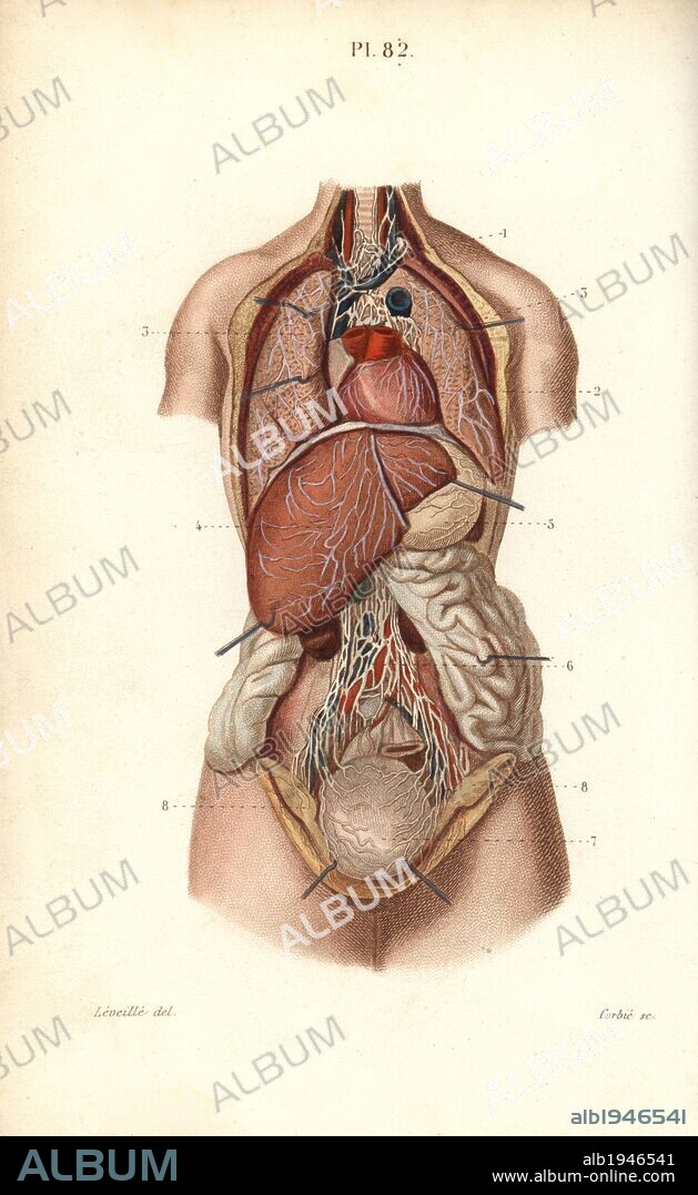 Lymphatic system to the thorax and abdomen. Handcolored steel engraving by Corbie of a drawing by Leveille from Dr. Joseph Nicolas Masse's "Petit Atlas complet d'Anatomie descriptive du Corps Humain," Paris, 1864, published by Mequignon-Marvis. Masse's "Pocket Anatomy of the Human Body" was first published in 1848 and went through many editions.
