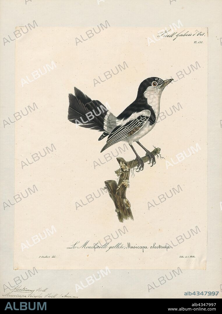 Alectrurus tricolor, Print, The cock-tailed tyrant (Alectrurus tricolor) is a species of bird in the family Tyrannidae. It is found in Argentina, Bolivia, Brazil, and Paraguay. Its natural habitats are subtropical or tropical dry lowland grassland and subtropical or tropical seasonally wet or flooded lowland grassland., 1825-1834.