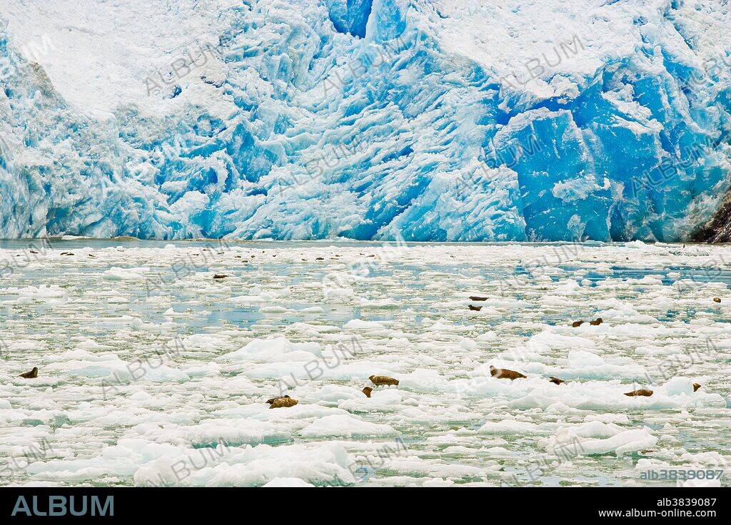 South Sawyer Glacier and harbor seals on icebergs, Tracy Arm, Alaska.