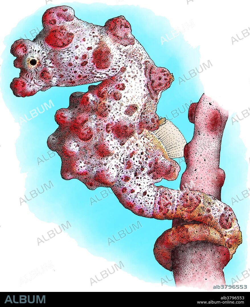 Illustration of the Pygmy Seahorse (Hippocampus bargibanti), a tiny seahorse found in the western central Pacific Ocean. It lives exclusively on fan corals, to which it has adapted extremely effective camouflage.