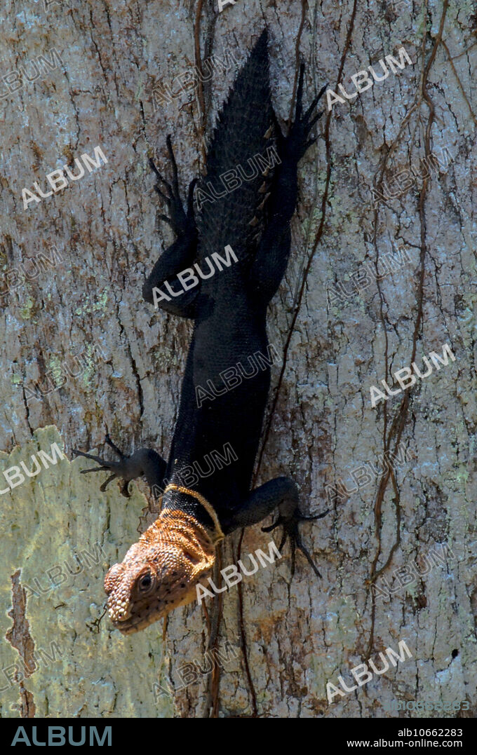 Amazon Thornytails (Uracentron flaviceps) live in family groups high in the rainforest canopy. While not uncommon, seeing one is often difficult from the perspective of a forest trail. These were photographed from the ACA canopy walkway in Loreto, Peru. Watching these extraordinary lizards as they bask and chase ants is one of the many pleasures of being in the treetops.