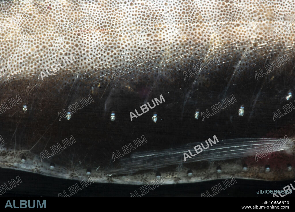 Tan Bristlemouth (Cyclothone pallida)