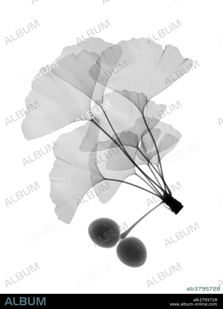 An x-ray of ginko leaves.(Ginkgo biloba) also known as the maidenhair tree. The leaves are unique among trees in that they have no midrib and no network of veins; rather the venation consists of aconstantly branching fan from the base of the leaf.