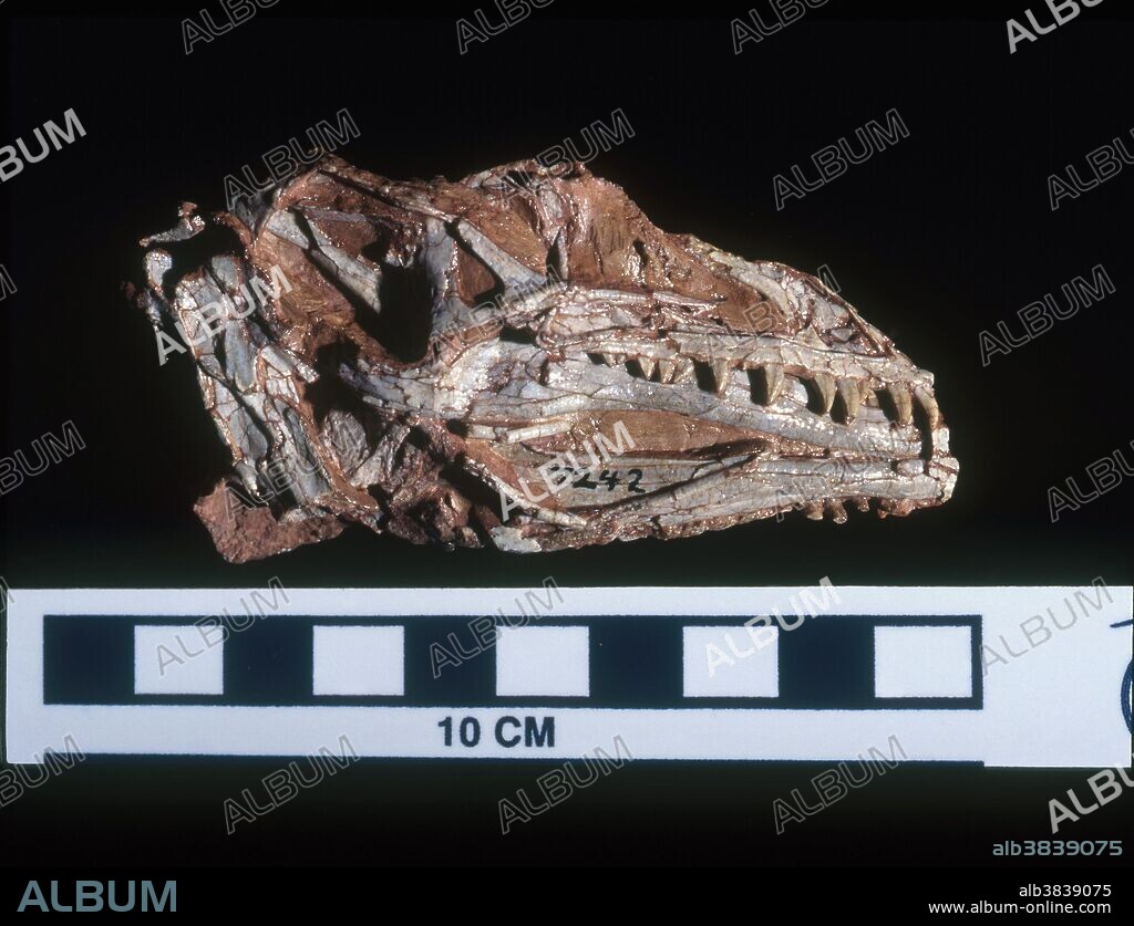 Skull of Coelophysis bauri, the smallest dinosaur skull ever collected, with a length of 92 millimeters. It was found in the Triassic Period Chinle Formation near Ghost Ranch, New Mexico. See 2X2133 for the same skull without the ruler.
