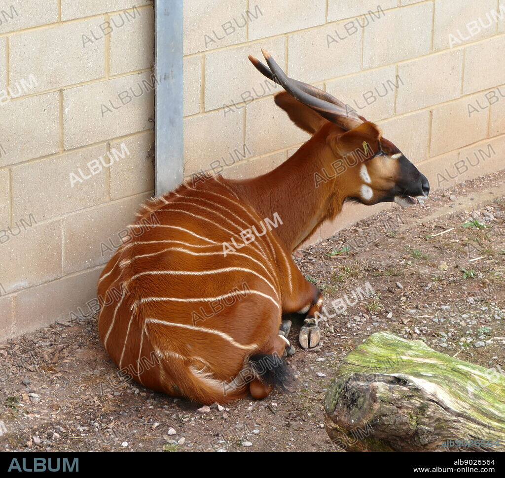 The Mountain bongo (Tragelaphus eurycerus) is a herbivorous, mostly nocturnal forest ungulate. It is among the largest of the African forest antelope species.
