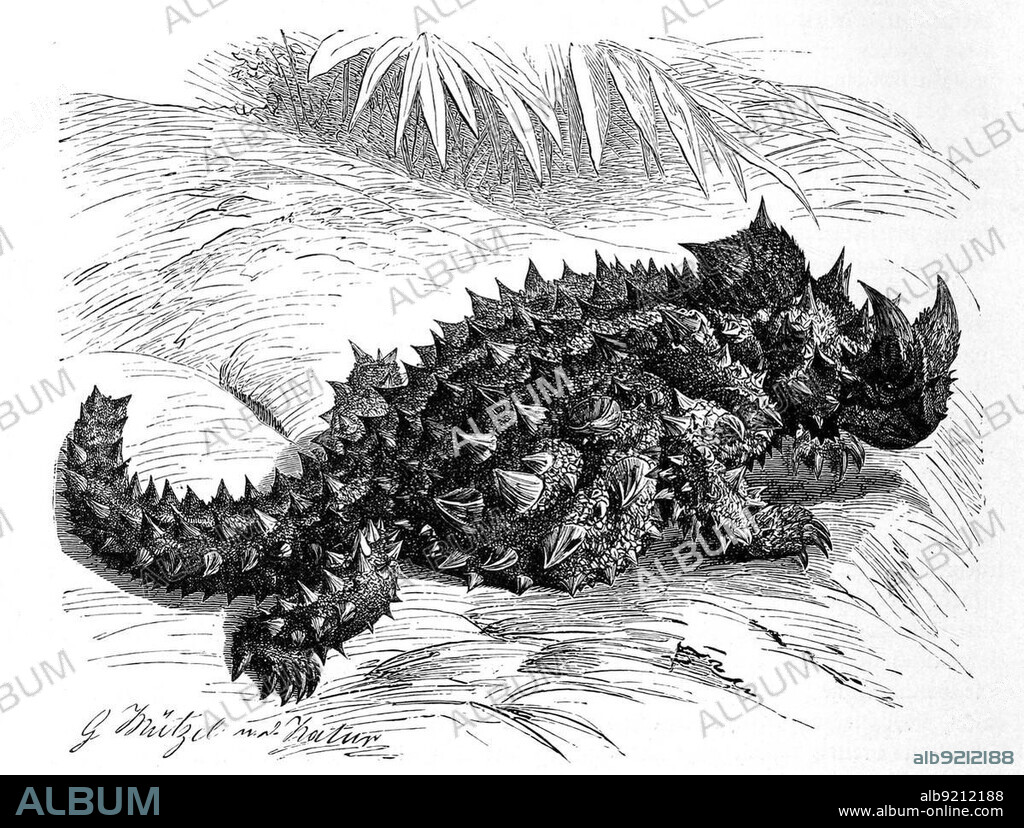Thorny devil (Moloch horridus), Moloch is a species of (agama) native to Australia, Historic, digitally restored reproduction from a 19th century original.