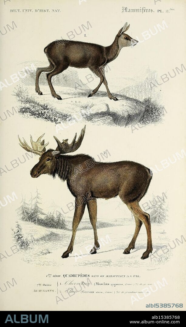 Dictionnaire universel d'histoire naturelle, Paris,, 1847-1849, botany, dictionaries, natural history, pictorial works, science, zoology, mammal, This illustration features two distinct species of mammals commonly found in forested regions. The first depicts a graceful deer in an upright stance, showcasing its slender legs and elegant body, set against a snowy backdrop that highlights its natural habitat. The second representation showcases a robust moose, characterized by its large frame and impressive antlers. It stands firmly on a snowy ground, surrounded by coniferous trees, emphasizing the animal's majestic presence. Both figures are detailed, providing insights into their anatomical features and offering a glimpse into the wildlife of their ecosystems.