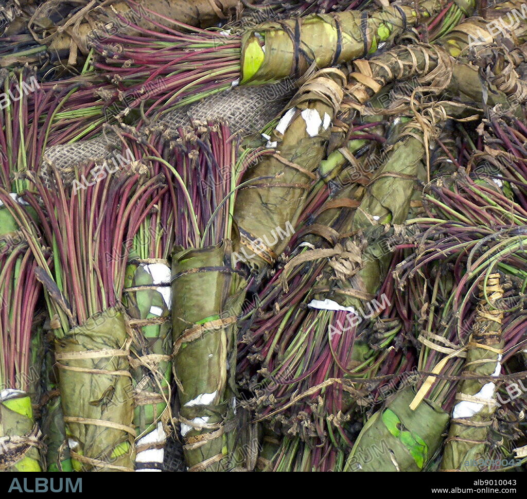 Catha edulis (khat) a plant native to the Horn of Africa, is an amphetamine-like stimulant, which is said to cause excitement, loss of appetite and euphoria.