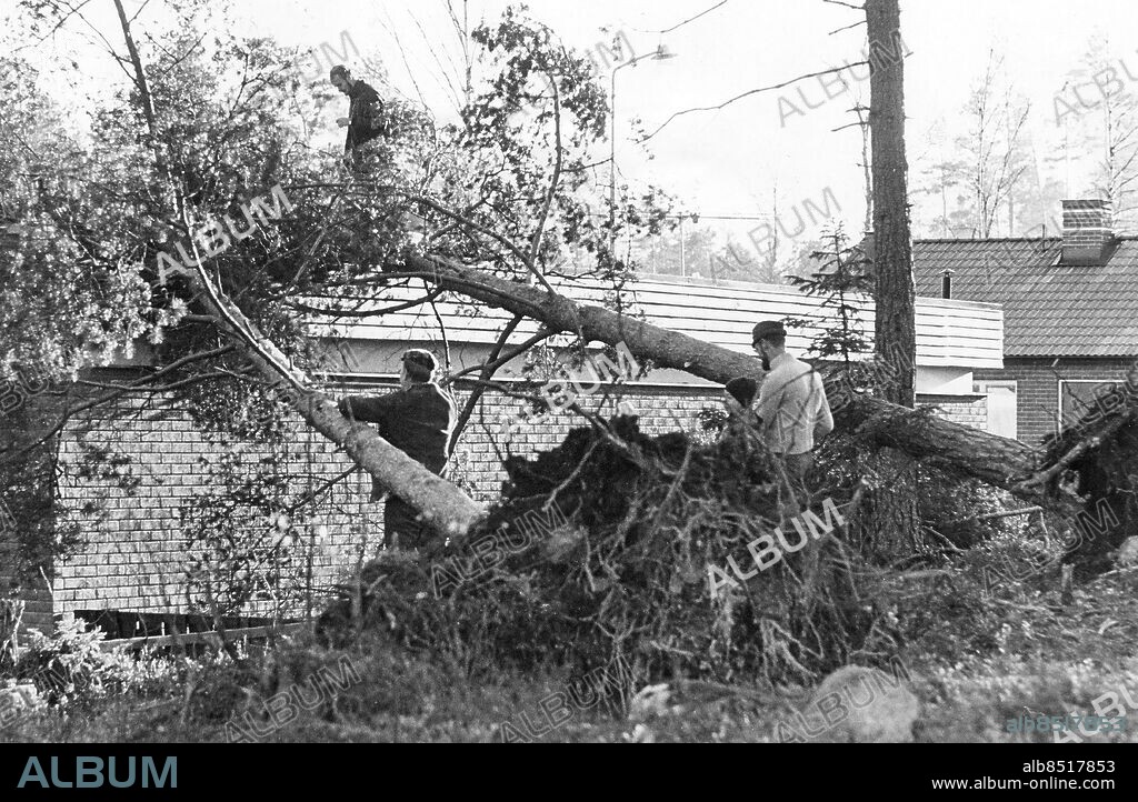 TÄBY 1969-11-02. Delar av Täby, norr om Stockholm, härjades svårt av stormen. Ett av radhusen i Östra Vallabrink-området fick två träd stormfällda över taket. Foto: Jan Björsell / SvD / TT / Kod: 11014.