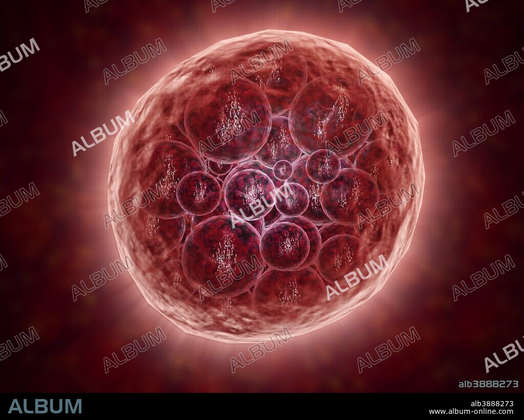 Cluster of blastomeres forming a developing morula (early stage of embryonic development).