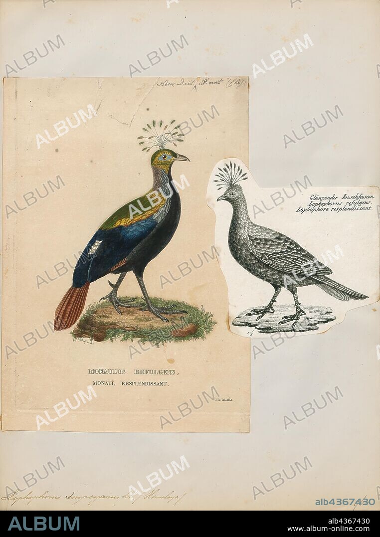 Lophophorus impeyanus, Print, The Himalayan monal (Lophophorus impejanus), also known as the Impeyan monal and Impeyan pheasant, is a bird in the pheasant family, Phasianidae. It is the national bird of Nepal, where it is known as the danphe, and state bird of Uttarakhand, India, where it is known as the monal. It was also the state bird of Himachal Pradesh until 2007. The scientific name commemorates Lady Mary Impey, the wife of the British chief justice of Bengal Sir Elijah Impey., 1844-1846.