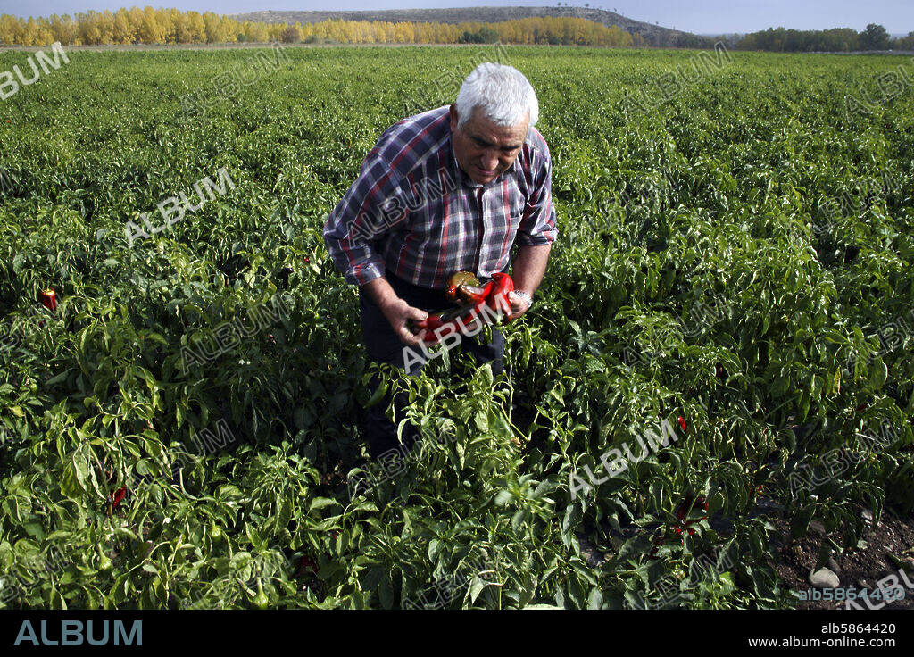 Leiva; recogida de pimientos.